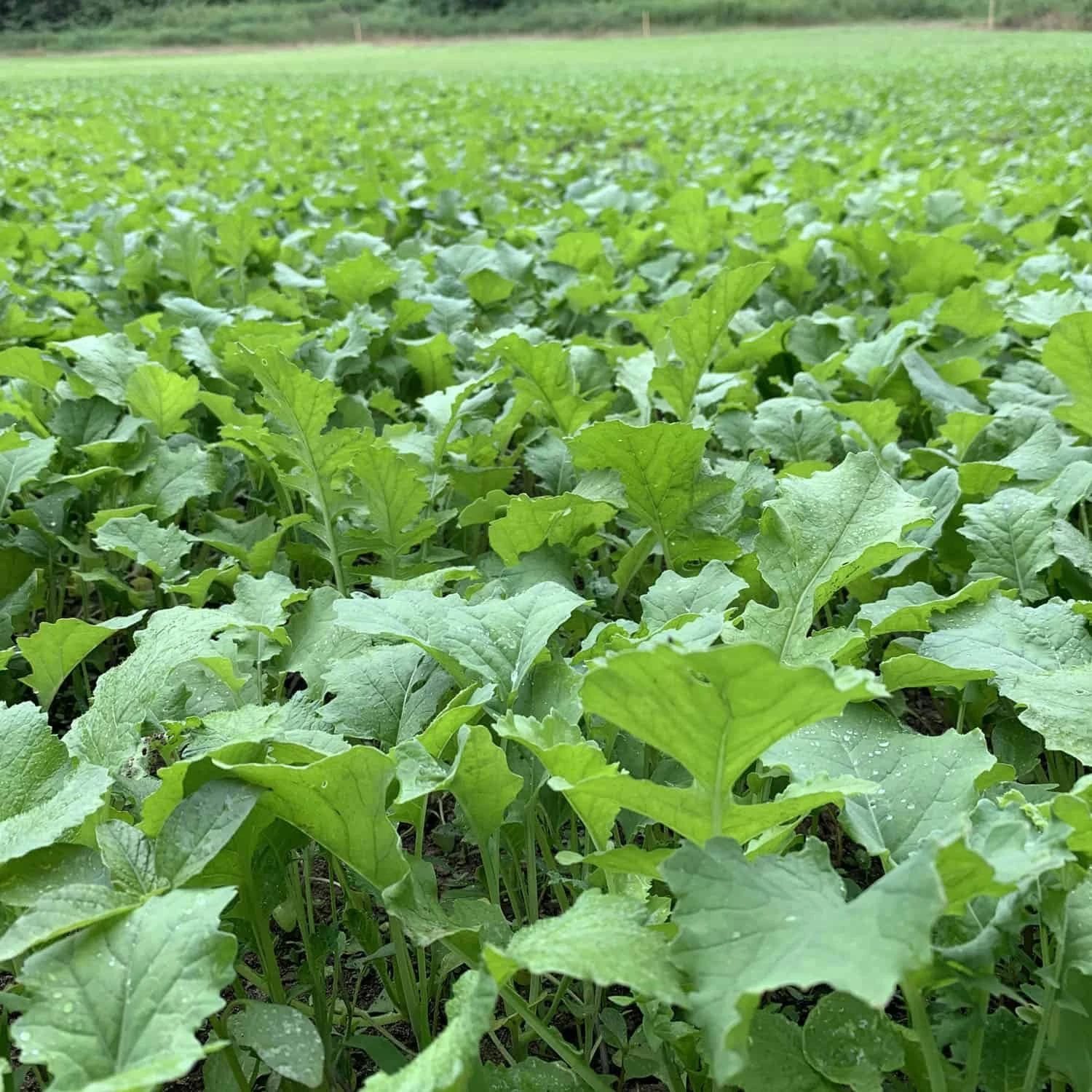 Domain Outdoor Food Plot Seed Big Sexy 3lb Jug (Plants 1/2 ACRE) - Image 2